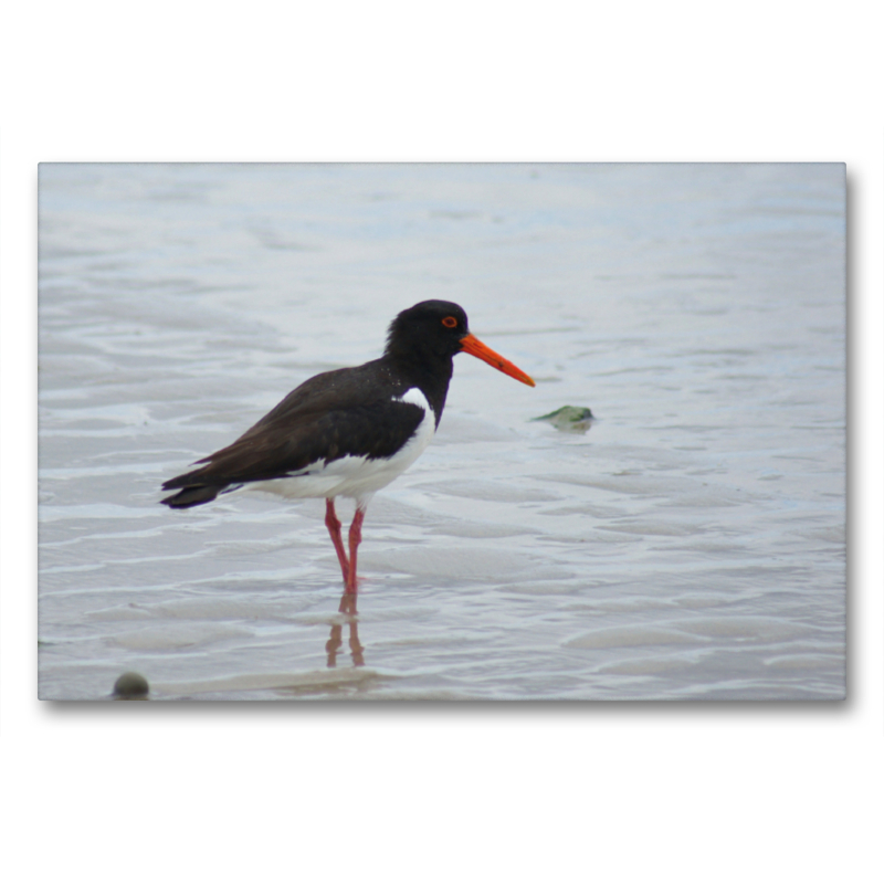 Austernfischer in der Nordsee