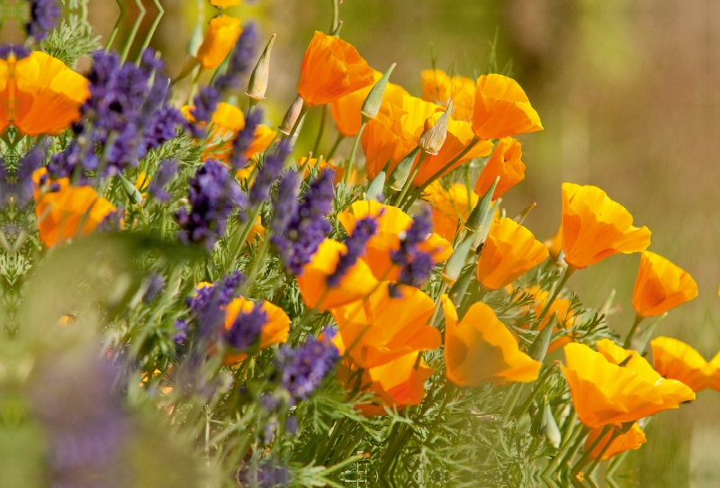 Lavendel und Goldmohn