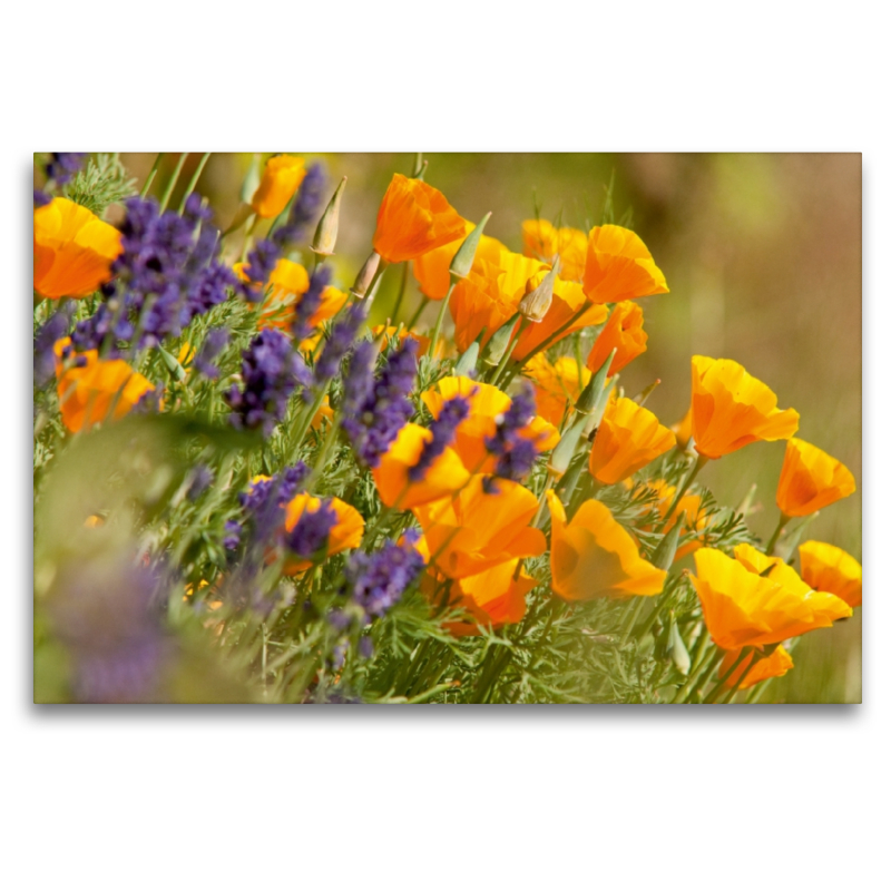 Lavendel und Goldmohn