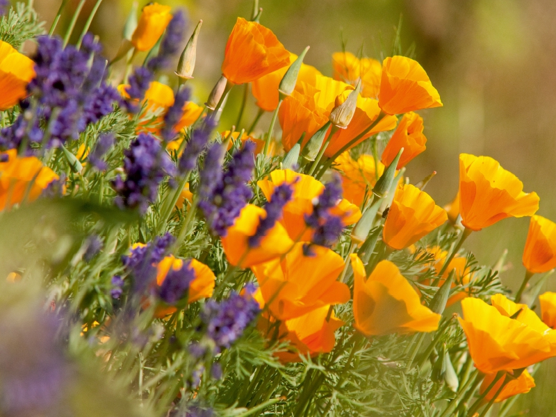 Lavendel und Goldmohn