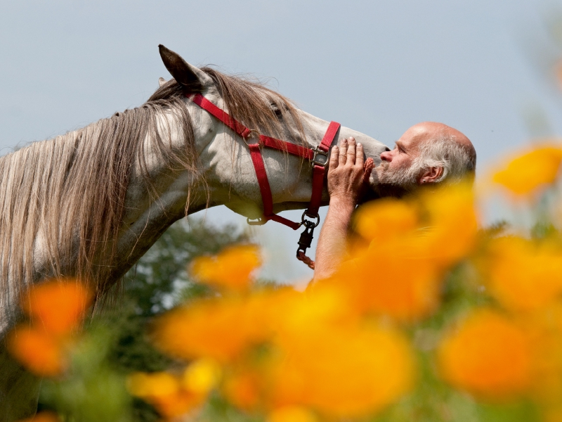 Pferd und Mensch in Harmonie