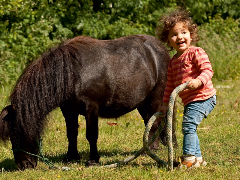 Kinderfreude mit Shetlandpony