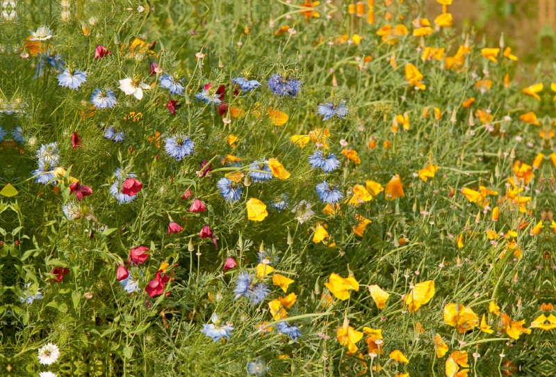 Wildblumen für Bienen mit Goldmohn und Junger im Grünen