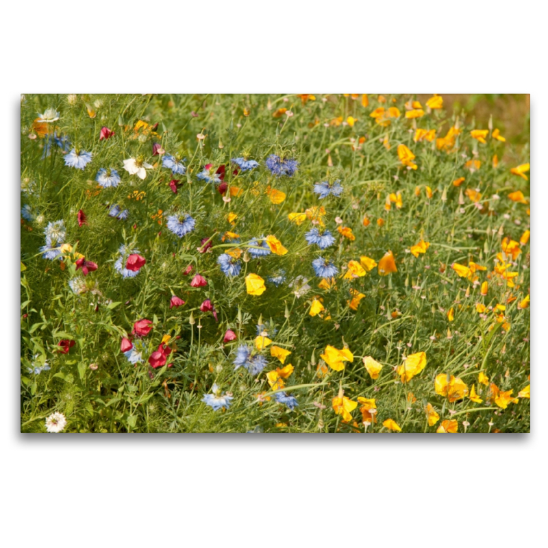 Wildblumen für Bienen mit Goldmohn und Junger im Grünen