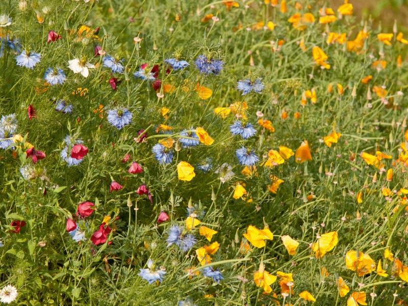 Wildblumen für Bienen mit Goldmohn und Junger im Grünen