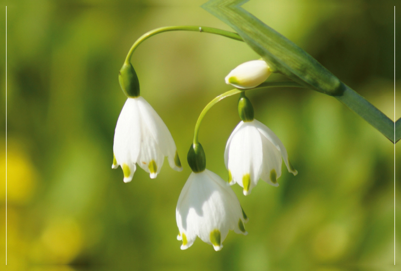 Märzenbecher (Leucojum vernum)