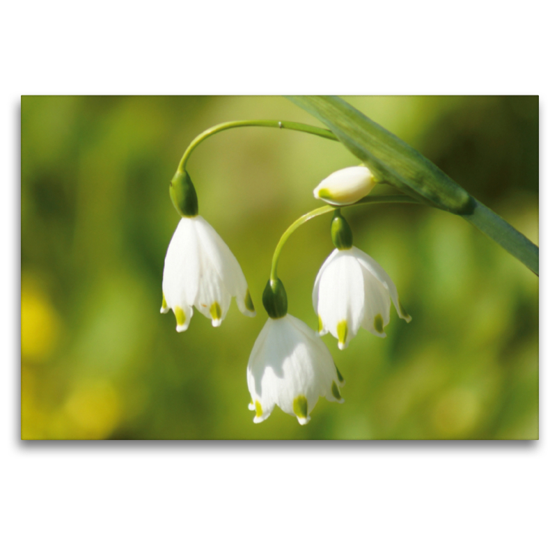 Märzenbecher (Leucojum vernum)