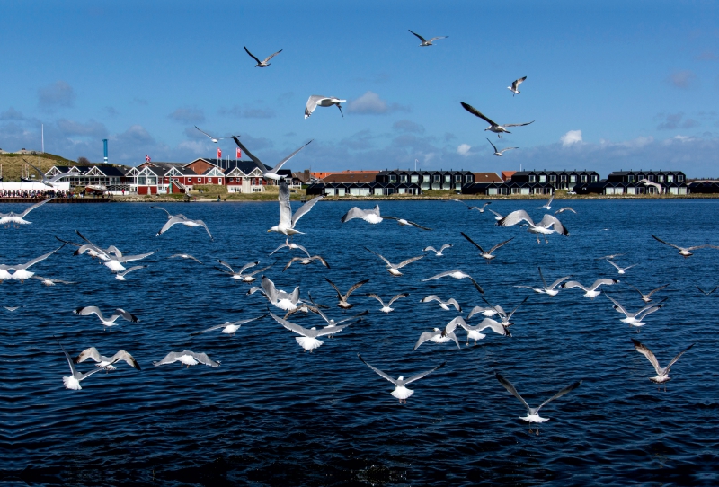 Hafen in Hvide Sande