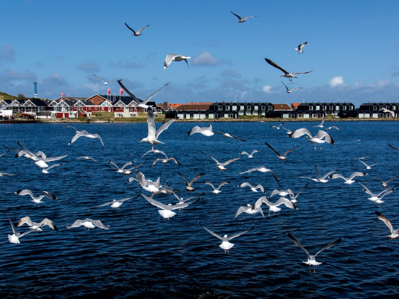 Hafen in Hvide Sande