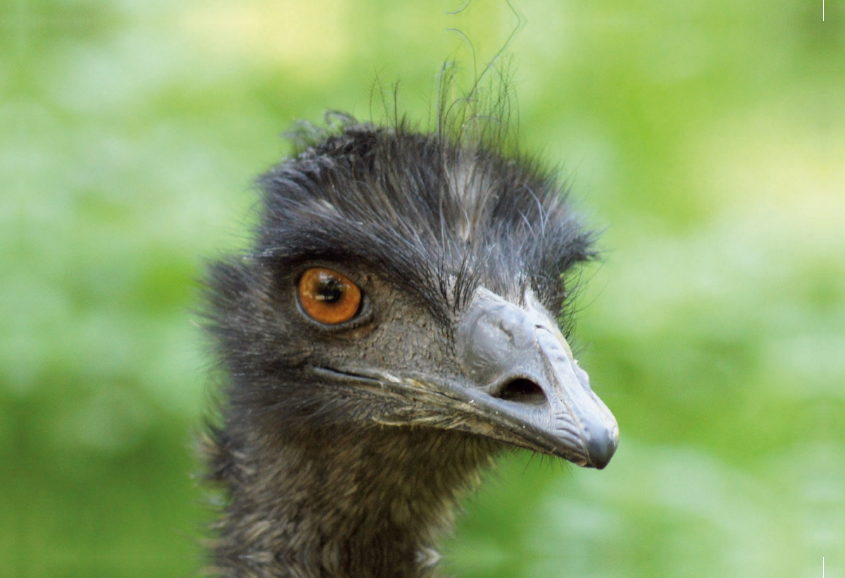 Emu (Dromaius)