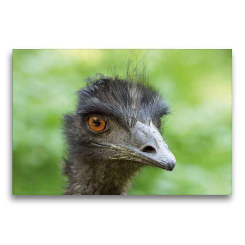 Emu (Dromaius)