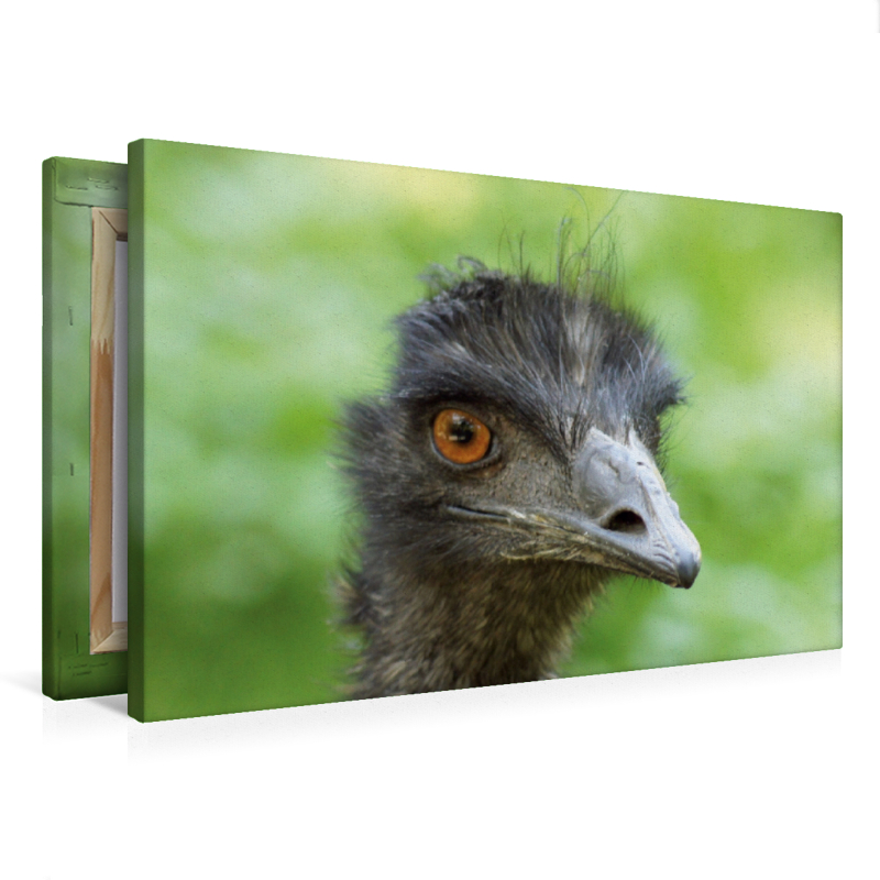 Emu (Dromaius)