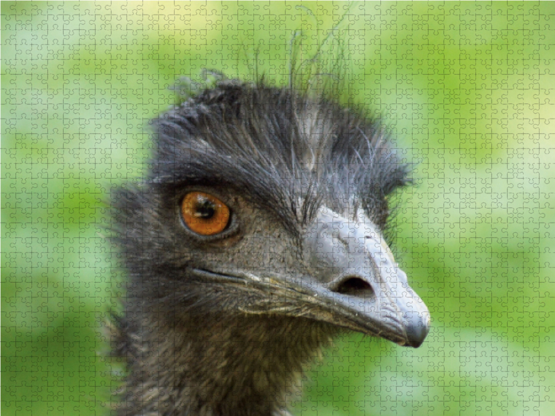 Emu (Dromaius)