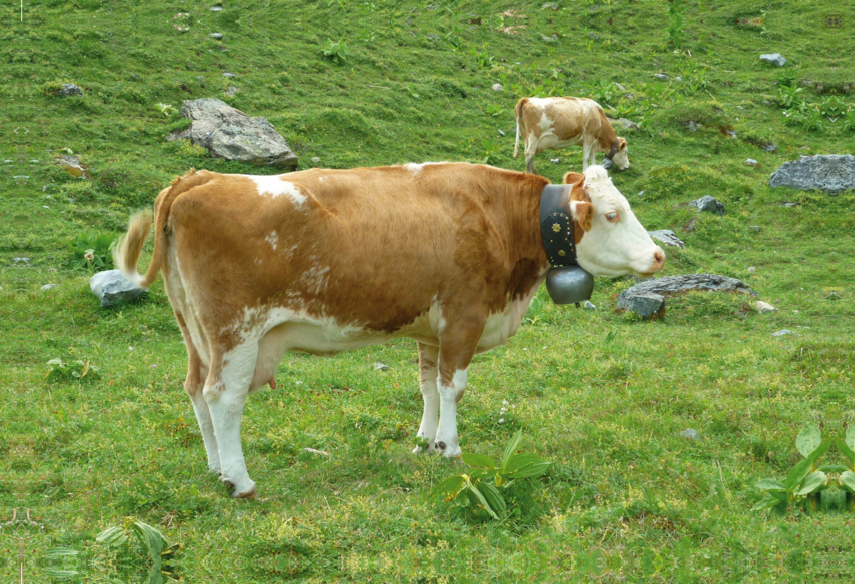 Kühe auf der schweizer Alm