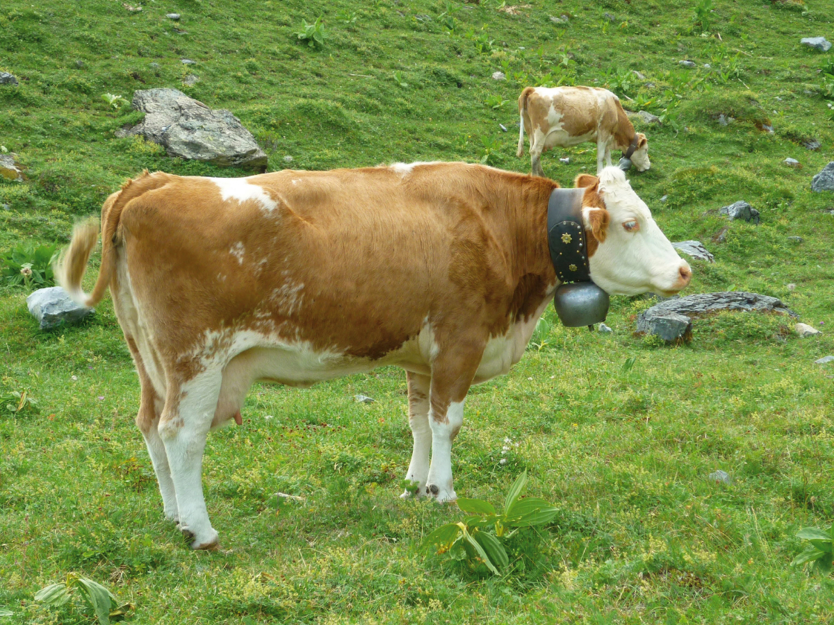 Kühe auf der schweizer Alm