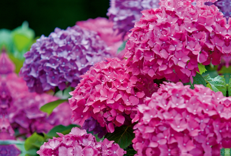 Gartenhortensie (Hydrangea macrophylla)