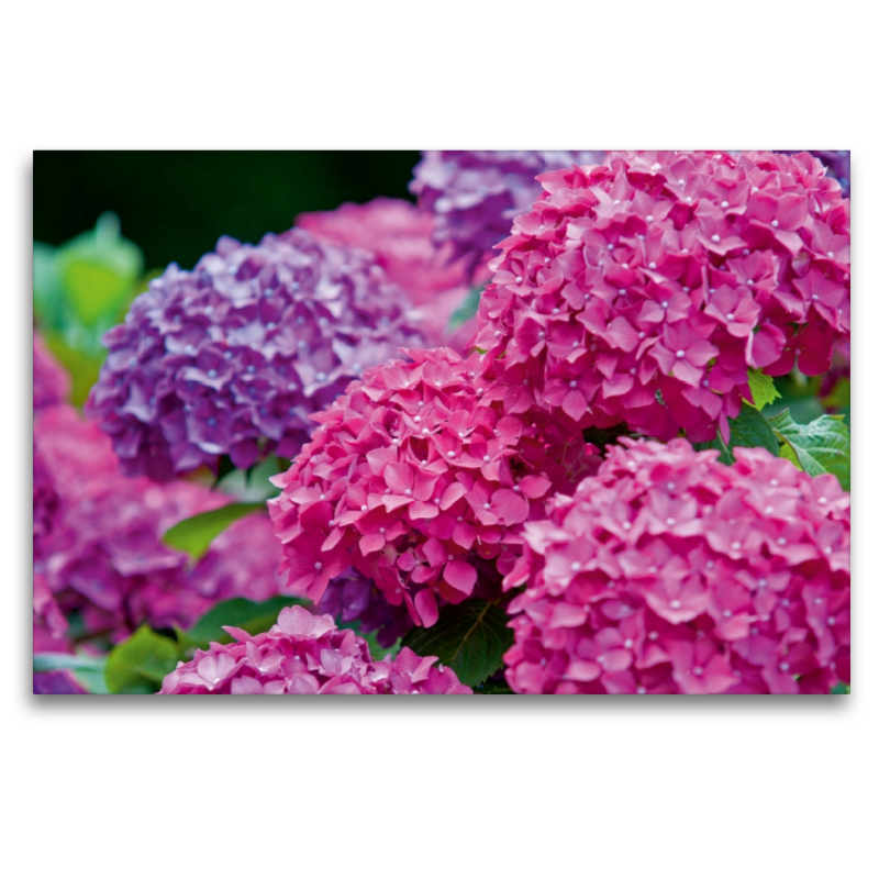 Gartenhortensie (Hydrangea macrophylla)