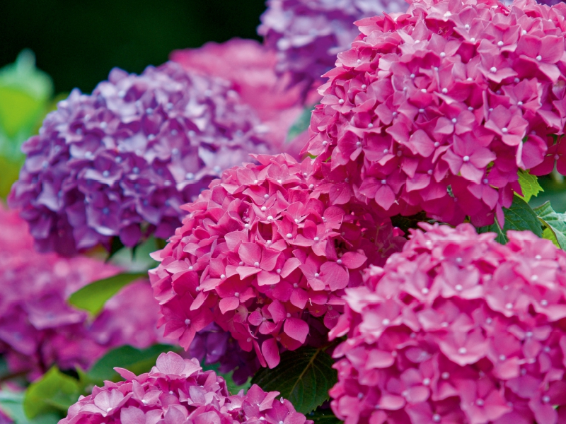 Gartenhortensie (Hydrangea macrophylla)