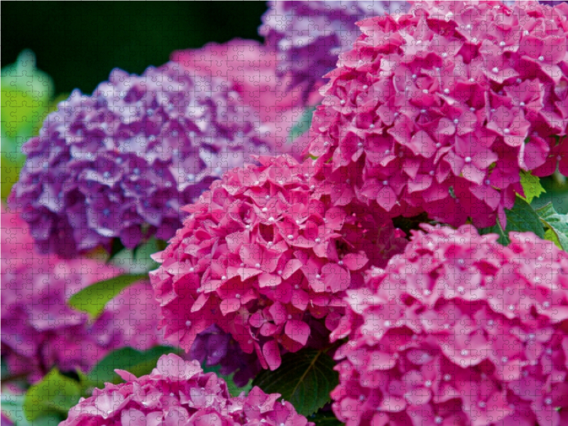 Gartenhortensie (Hydrangea macrophylla)