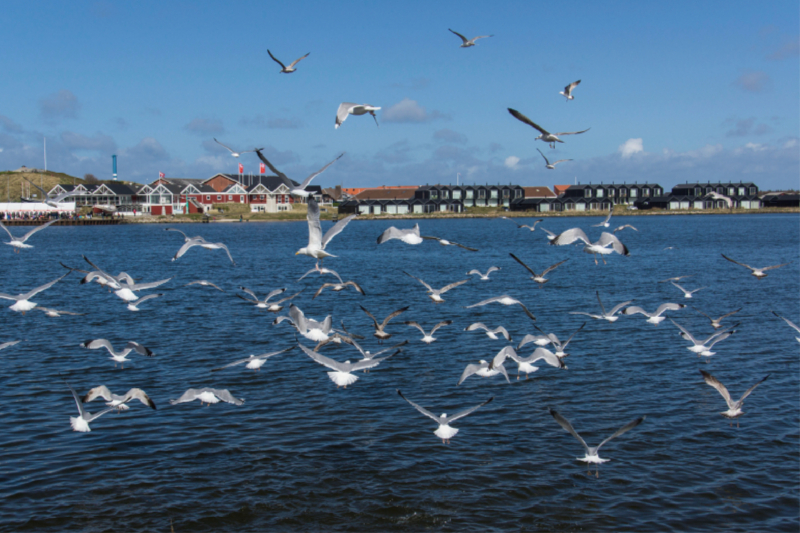 Hafen in Hvide Sande