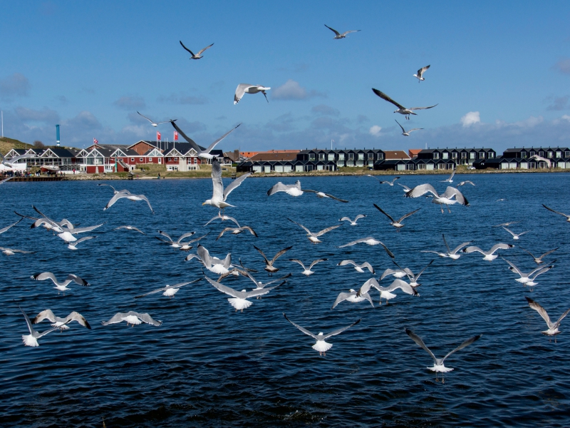 Hafen in Hvide Sande