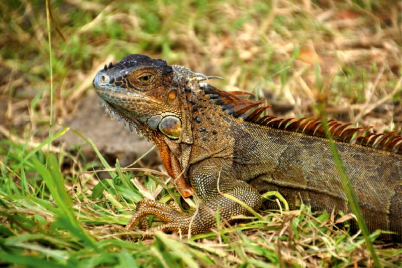 Grüner Leguan