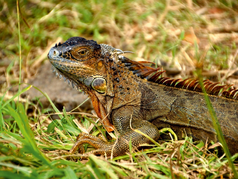 Grüner Leguan