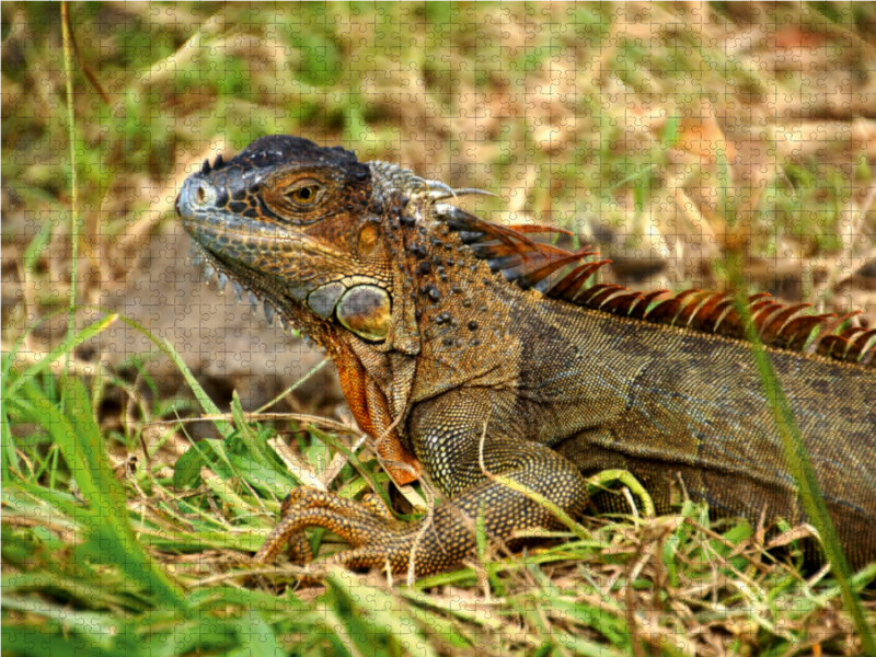 Grüner Leguan