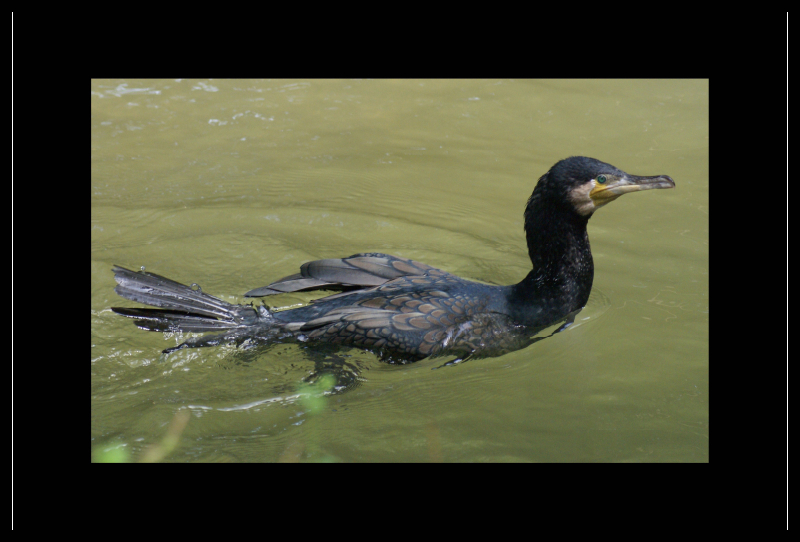 Kormoran (Phalacrocorax carbo)