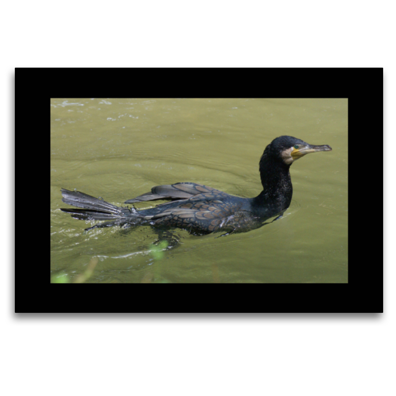 Kormoran (Phalacrocorax carbo)