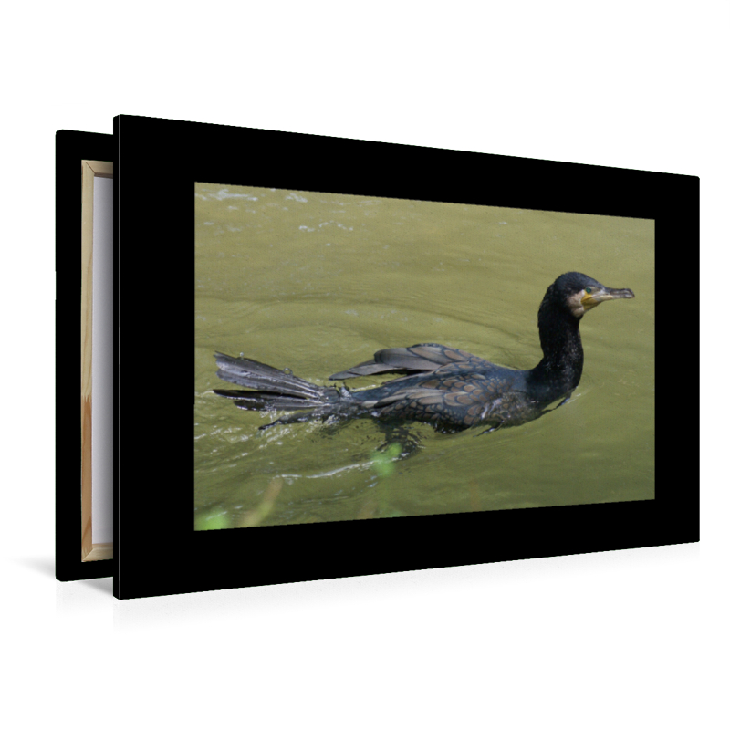 Kormoran (Phalacrocorax carbo)