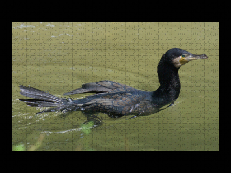 Kormoran (Phalacrocorax carbo)