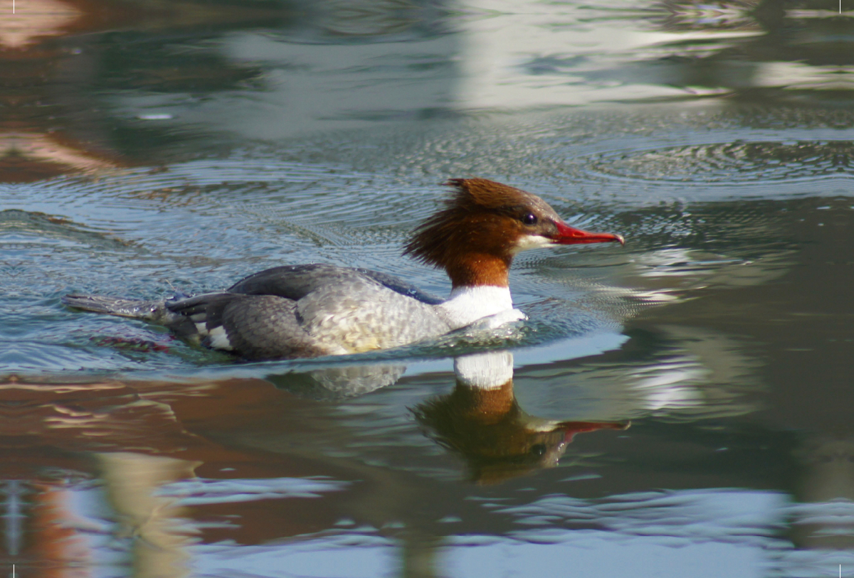 Gänsesäger (Mergus merganser) Weibchen