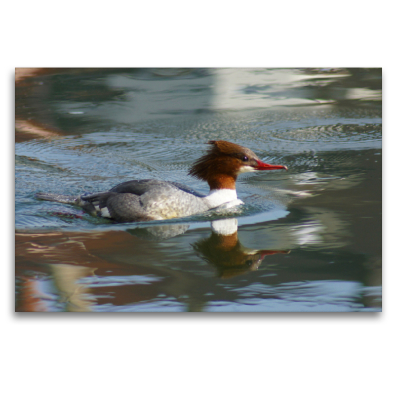 Gänsesäger (Mergus merganser) Weibchen