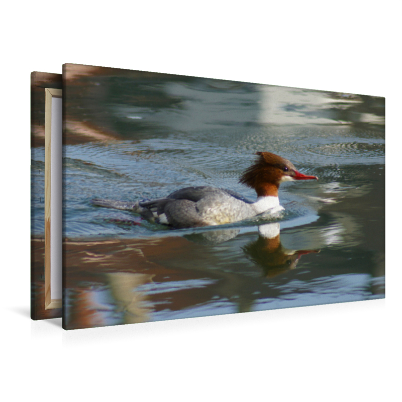 Gänsesäger (Mergus merganser) Weibchen