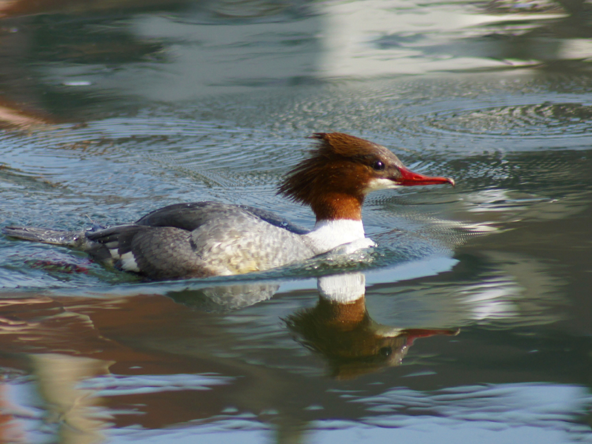 Gänsesäger (Mergus merganser) Weibchen