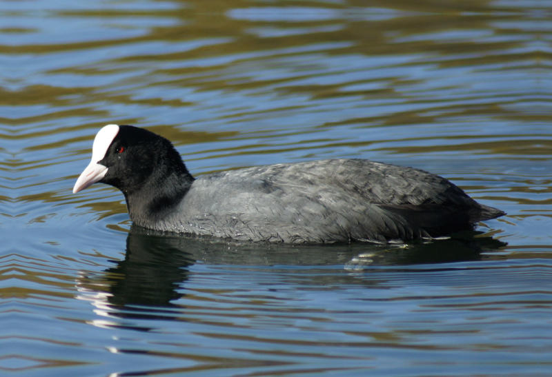 Blässhuhn (Fulica atra)