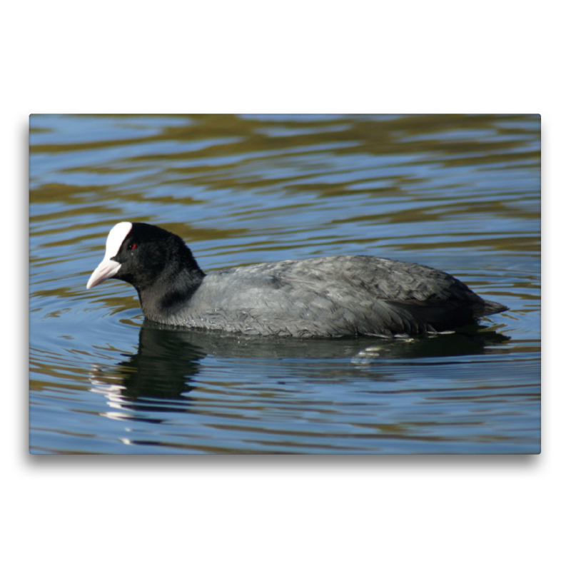 Blässhuhn (Fulica atra)