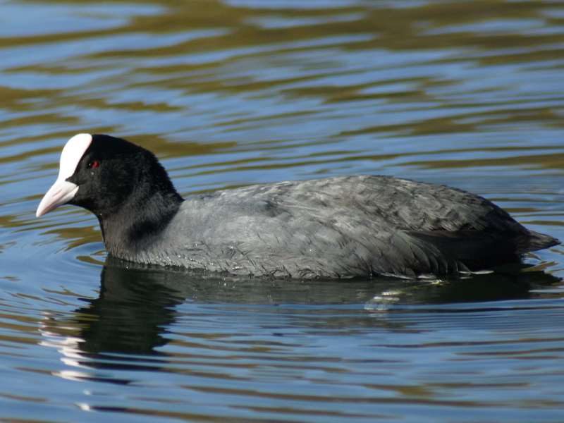 Blässhuhn (Fulica atra)