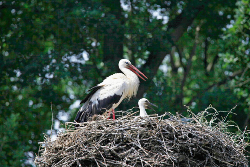 Storch mit Nachwuchs im Nest