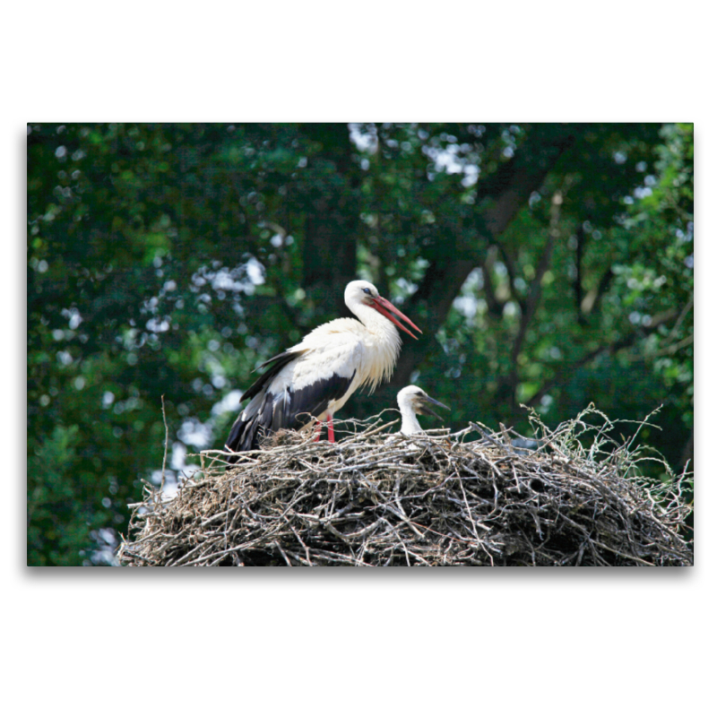 Storch mit Nachwuchs im Nest