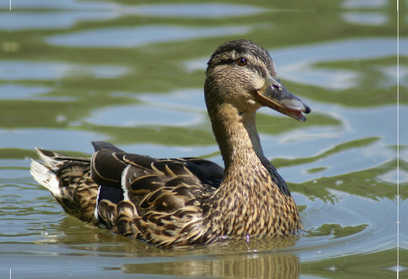 Stockente (Anas platyrhynchos) weiblich