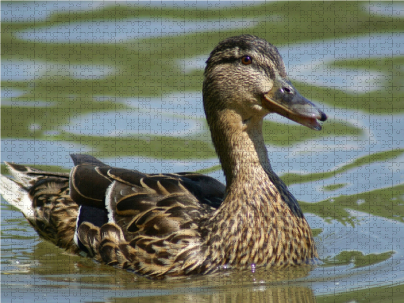 Stockente (Anas platyrhynchos) weiblich