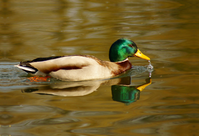 Stockente (Anas platyrhynchos) männlich