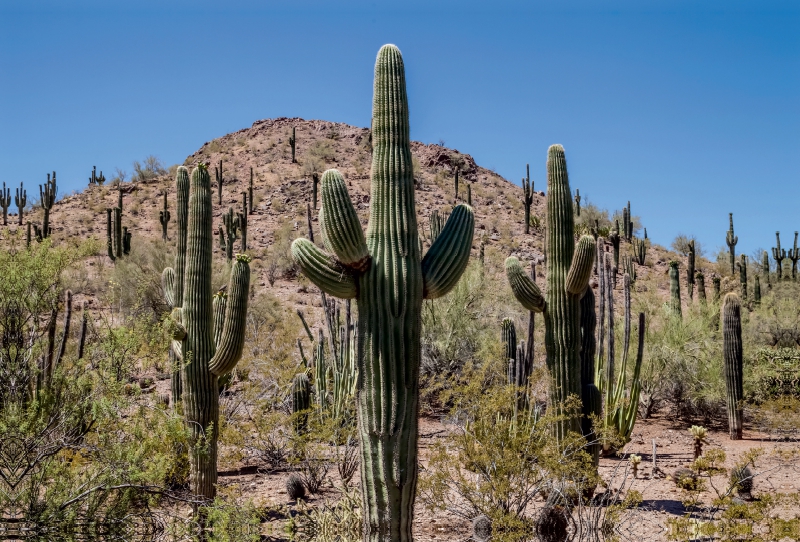 ARIZONA Sonora Wüste