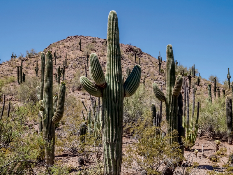 ARIZONA Sonora Wüste