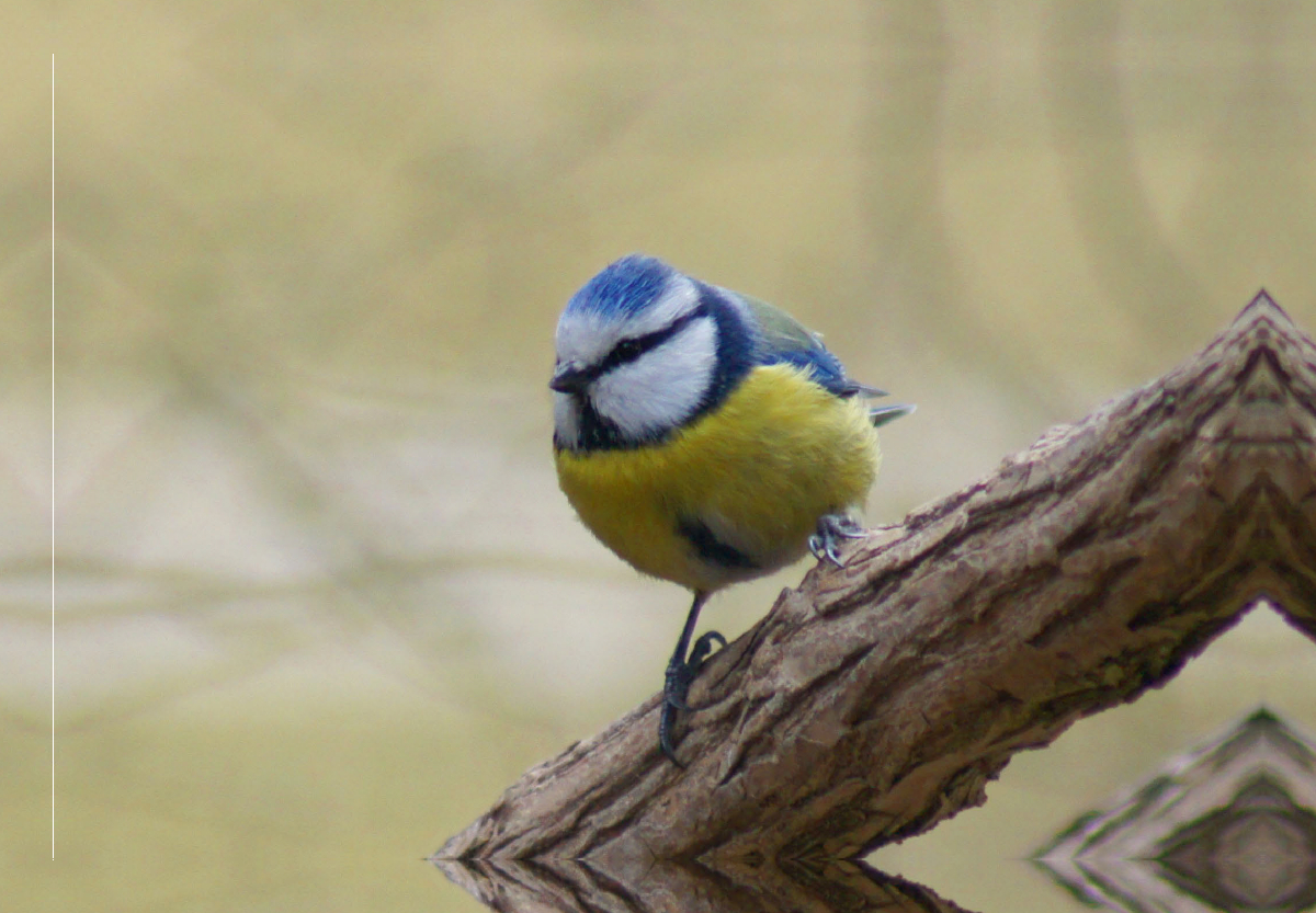 Blaumeise (Cyanistes caeruleus)