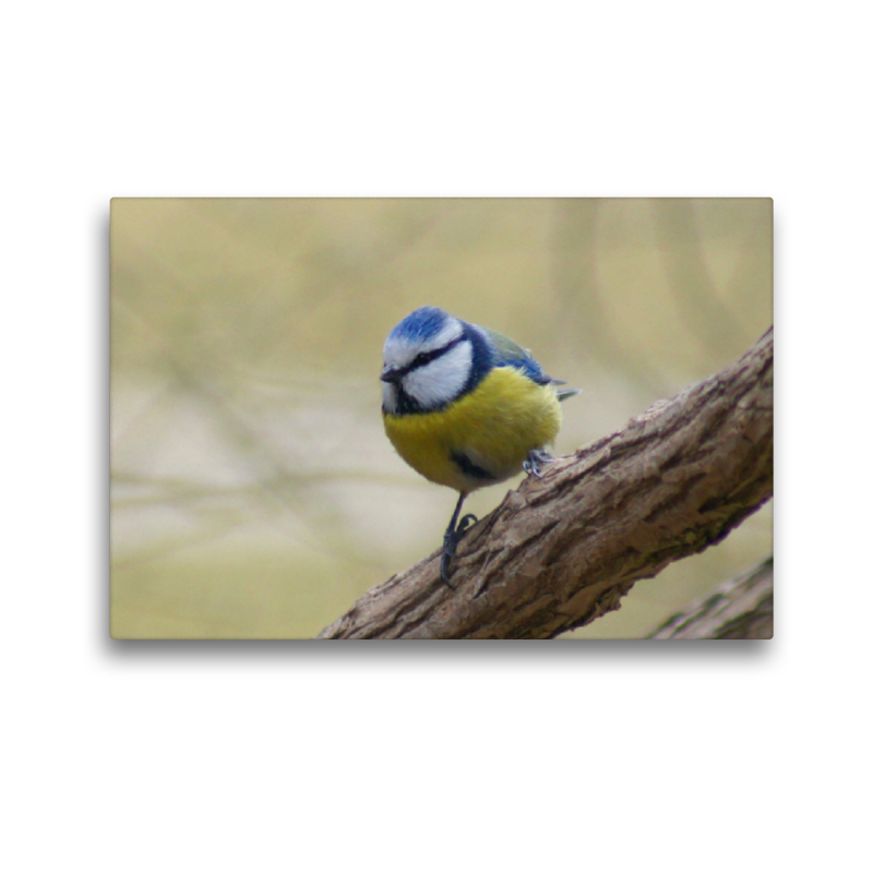 Blaumeise (Cyanistes caeruleus)