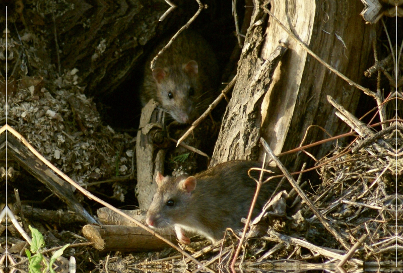 Zwei Wanderratten