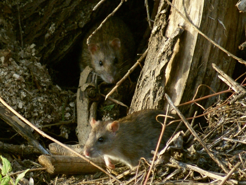 Zwei Wanderratten